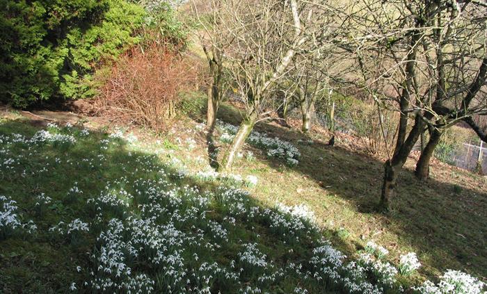 Snowdrops in spring